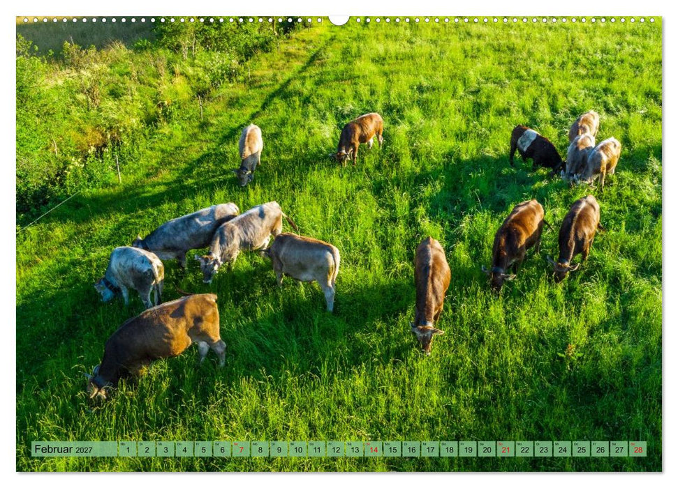 Voll kuhl - der Kuhkalender mit Kühen aus dem Allgäu (CALVENDO Wandkalender 2027)