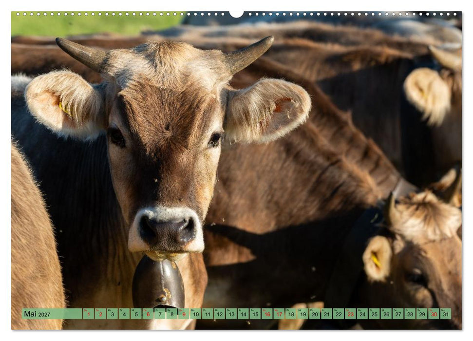 Voll kuhl - der Kuhkalender mit Kühen aus dem Allgäu (CALVENDO Wandkalender 2027)