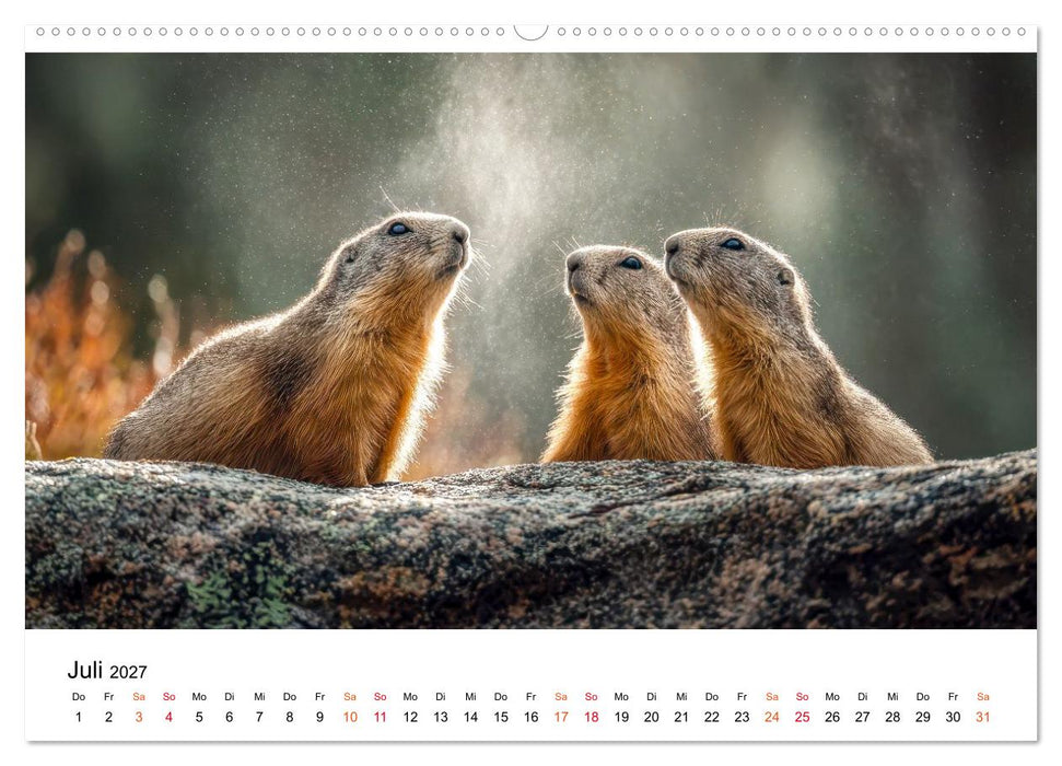 Hallo Murmeltier (CALVENDO Premium Wandkalender 2027)
