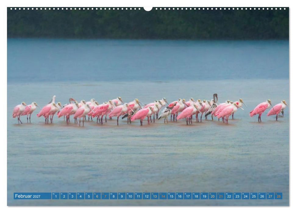 Rosalöffler und weißer Ibis (CALVENDO Wandkalender 2027)