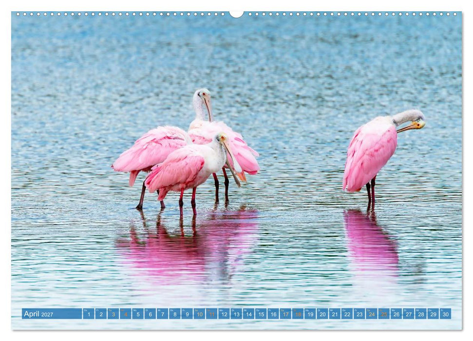 Rosalöffler und weißer Ibis (CALVENDO Wandkalender 2027)