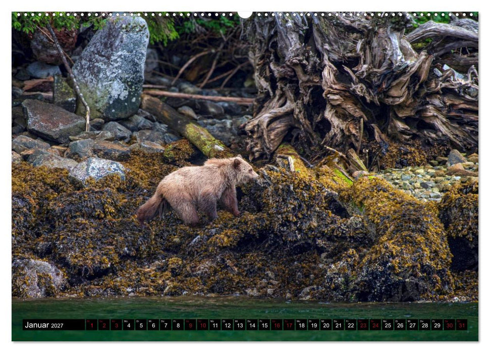 Grizzlys und Geisterbären - Glendale Cove, Kanada (CALVENDO Wandkalender 2027)