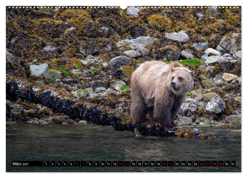 Grizzlys und Geisterbären - Glendale Cove, Kanada (CALVENDO Wandkalender 2027)