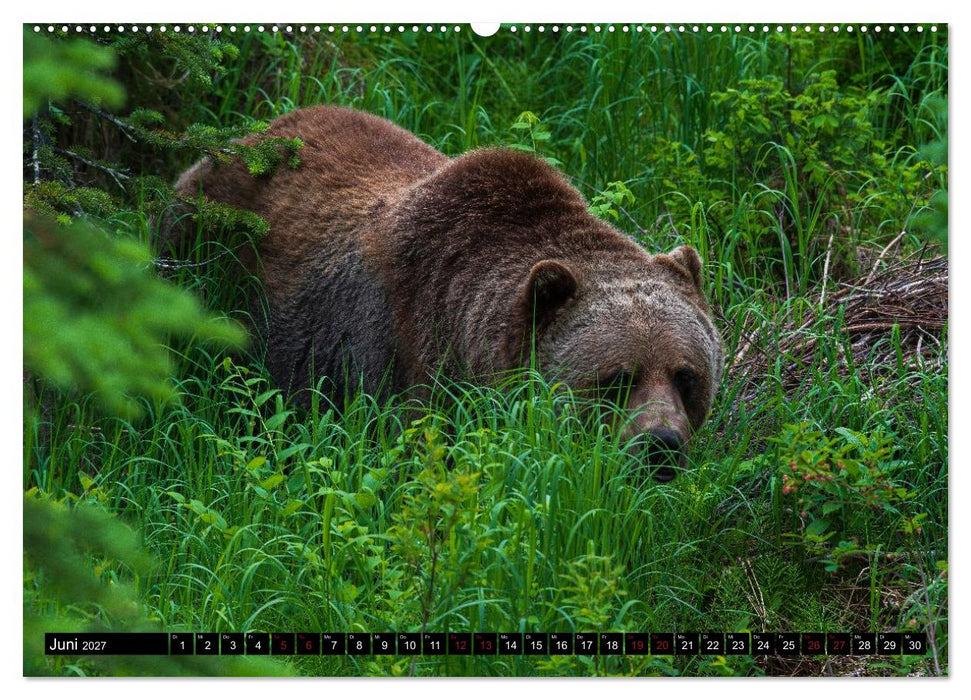 Grizzlys und Geisterbären - Glendale Cove, Kanada (CALVENDO Wandkalender 2027)