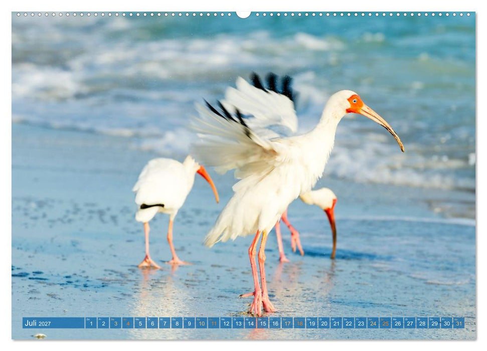 Rosalöffler und weißer Ibis (CALVENDO Premium Wandkalender 2027)