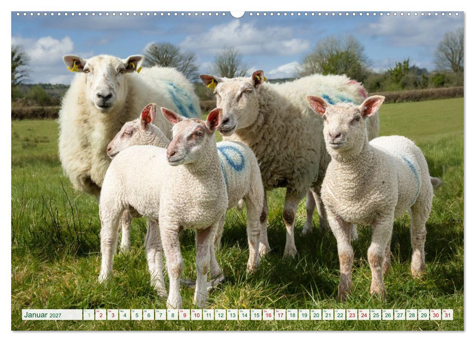 Irland erleben – Wo Schafe, Pferde und Kühe das Landschaftsbild prägen (CALVENDO Wandkalender 2027)