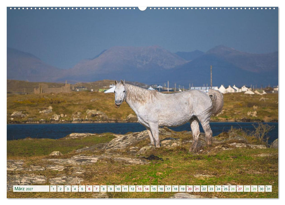 Irland erleben – Wo Schafe, Pferde und Kühe das Landschaftsbild prägen (CALVENDO Wandkalender 2027)