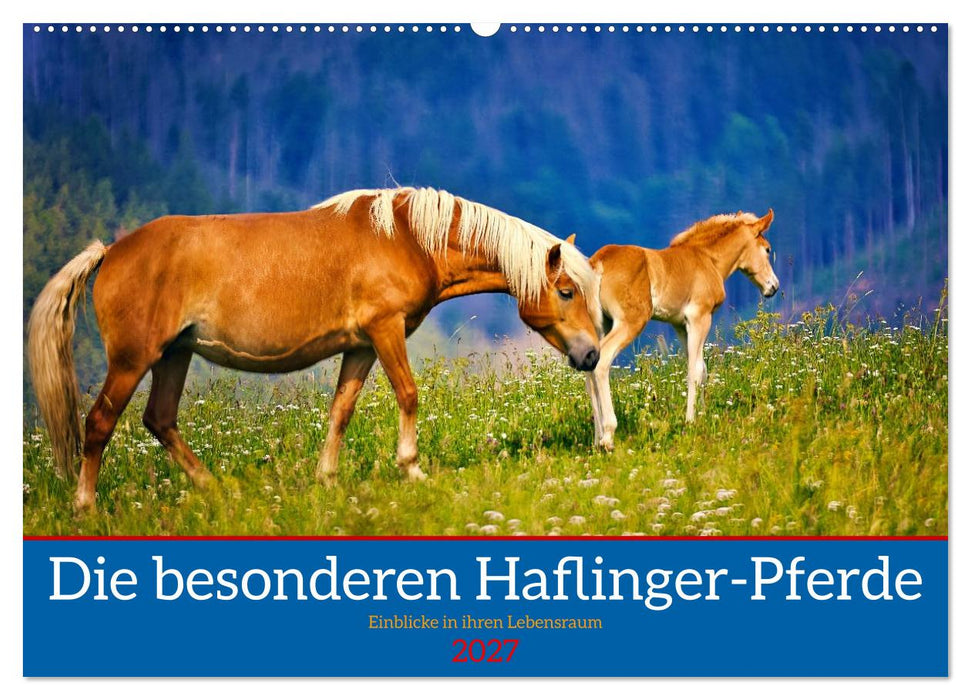Die besonderen Haflinger-Pferde (CALVENDO Wandkalender 2027)