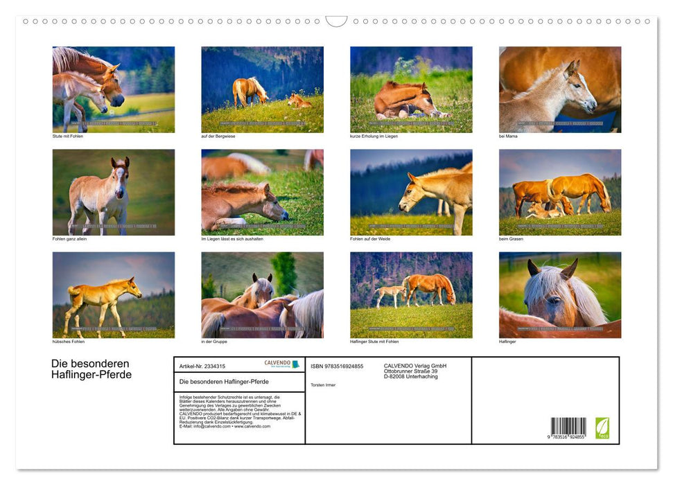 Die besonderen Haflinger-Pferde (CALVENDO Wandkalender 2027)