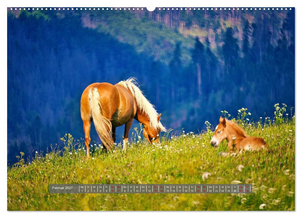Die besonderen Haflinger-Pferde (CALVENDO Wandkalender 2027)