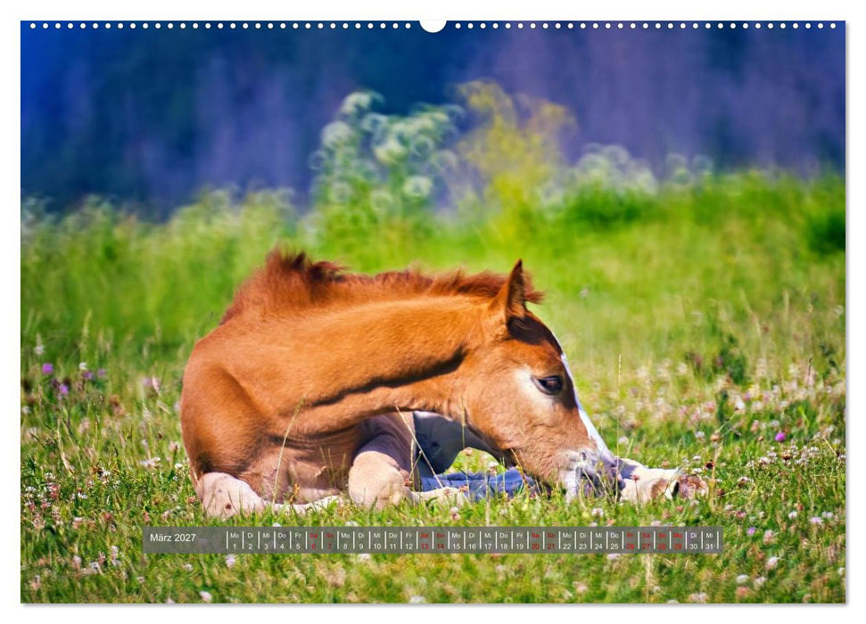 Die besonderen Haflinger-Pferde (CALVENDO Wandkalender 2027)