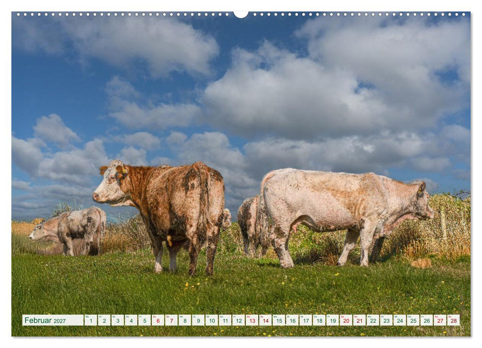 Irland erleben – Wo Schafe, Pferde und Kühe das Landschaftsbild prägen (CALVENDO Premium Wandkalender 2027)