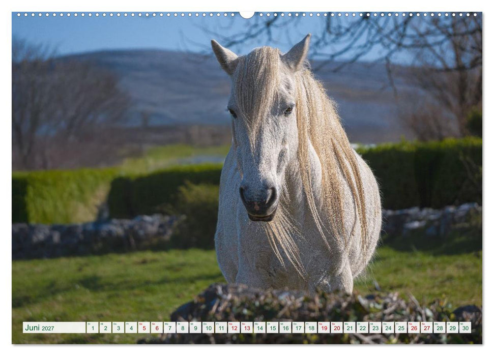 Irland erleben – Wo Schafe, Pferde und Kühe das Landschaftsbild prägen (CALVENDO Premium Wandkalender 2027)