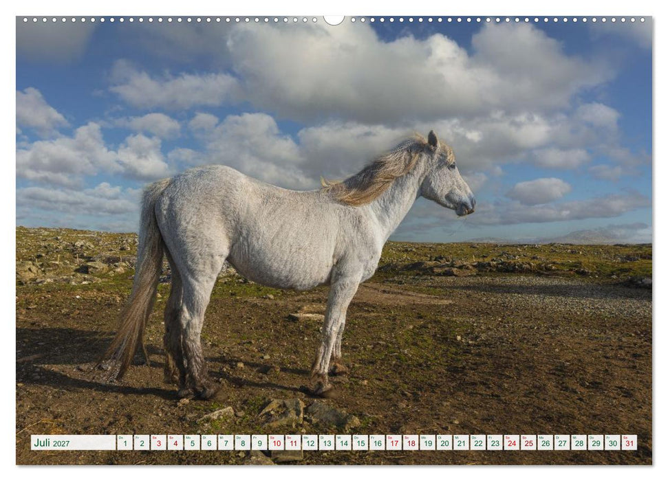 Irland erleben – Wo Schafe, Pferde und Kühe das Landschaftsbild prägen (CALVENDO Premium Wandkalender 2027)