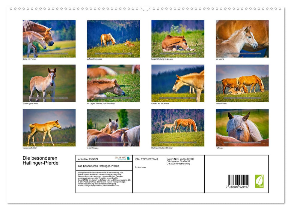 Die besonderen Haflinger-Pferde (CALVENDO Premium Wandkalender 2027)