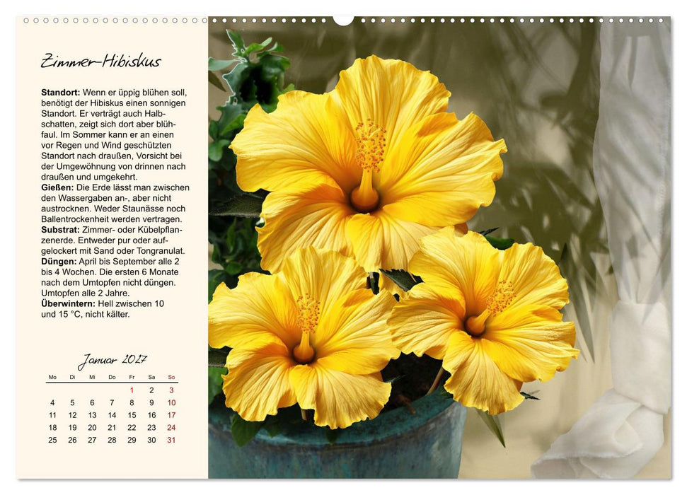 Blütenpracht am Fenster (CALVENDO Wandkalender 2027)