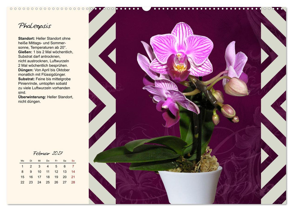 Blütenpracht am Fenster (CALVENDO Premium Wandkalender 2027)