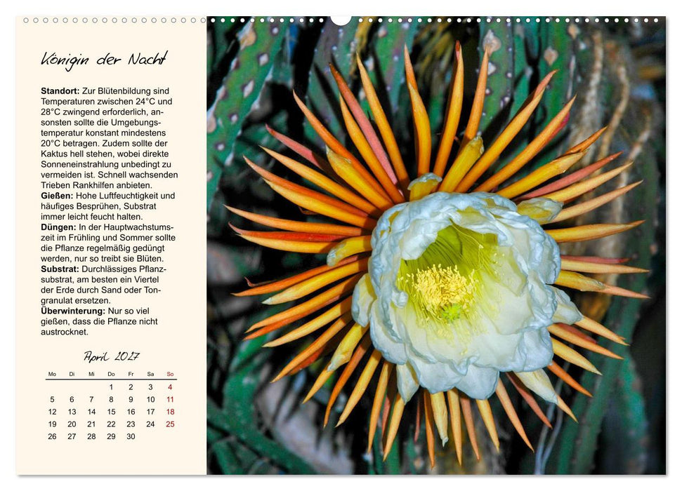 Blütenpracht am Fenster (CALVENDO Premium Wandkalender 2027)