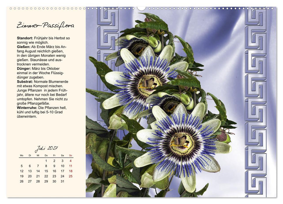 Blütenpracht am Fenster (CALVENDO Premium Wandkalender 2027)