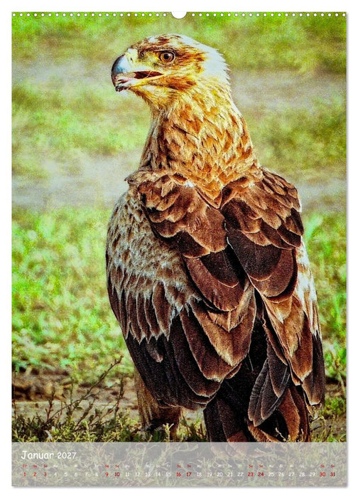 Adler in Afrika (CALVENDO Wandkalender 2027)