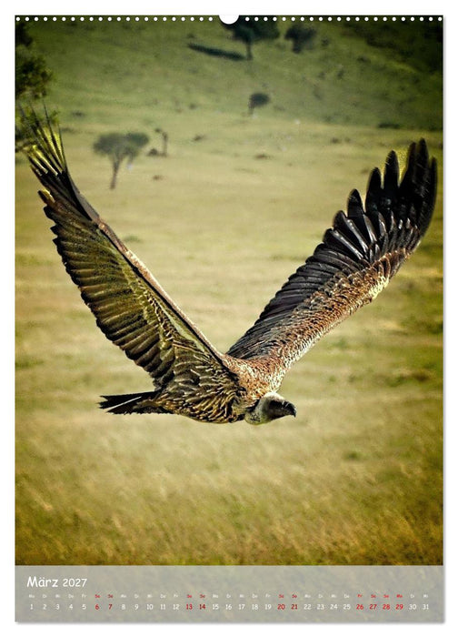Adler in Afrika (CALVENDO Wandkalender 2027)