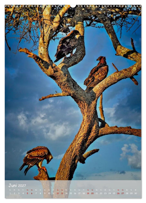 Adler in Afrika (CALVENDO Wandkalender 2027)