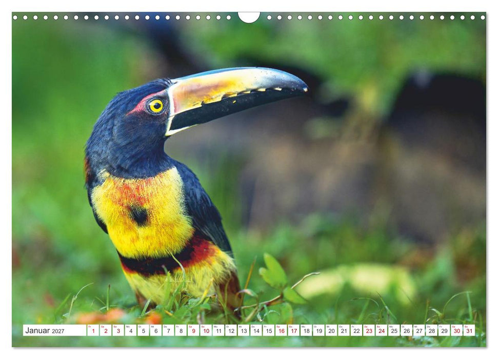 Costa Ricas gefiederte Pracht (CALVENDO Wandkalender 2027)