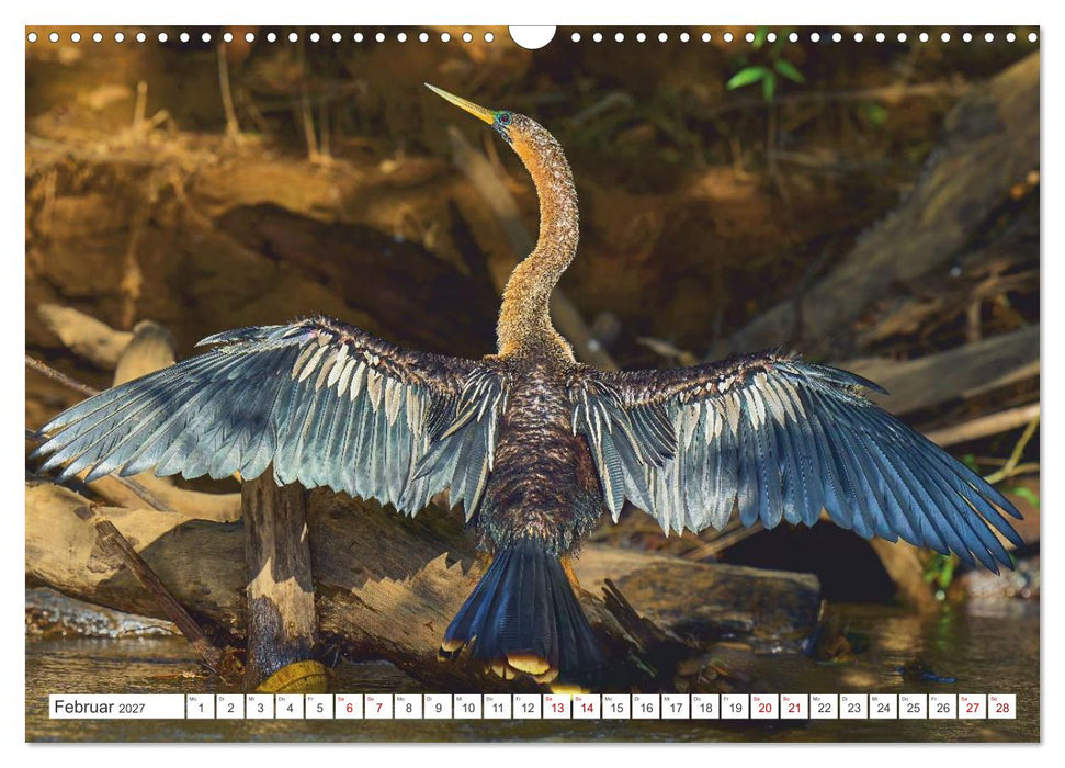 Costa Ricas gefiederte Pracht (CALVENDO Wandkalender 2027)