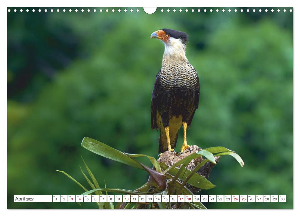 Costa Ricas gefiederte Pracht (CALVENDO Wandkalender 2027)