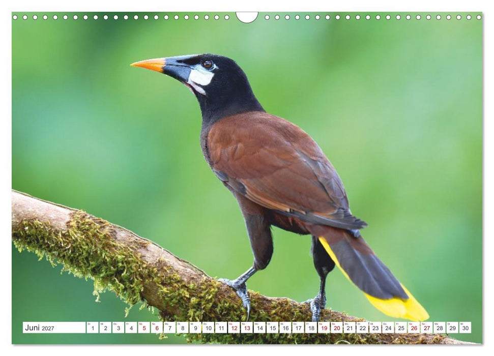 Costa Ricas gefiederte Pracht (CALVENDO Wandkalender 2027)