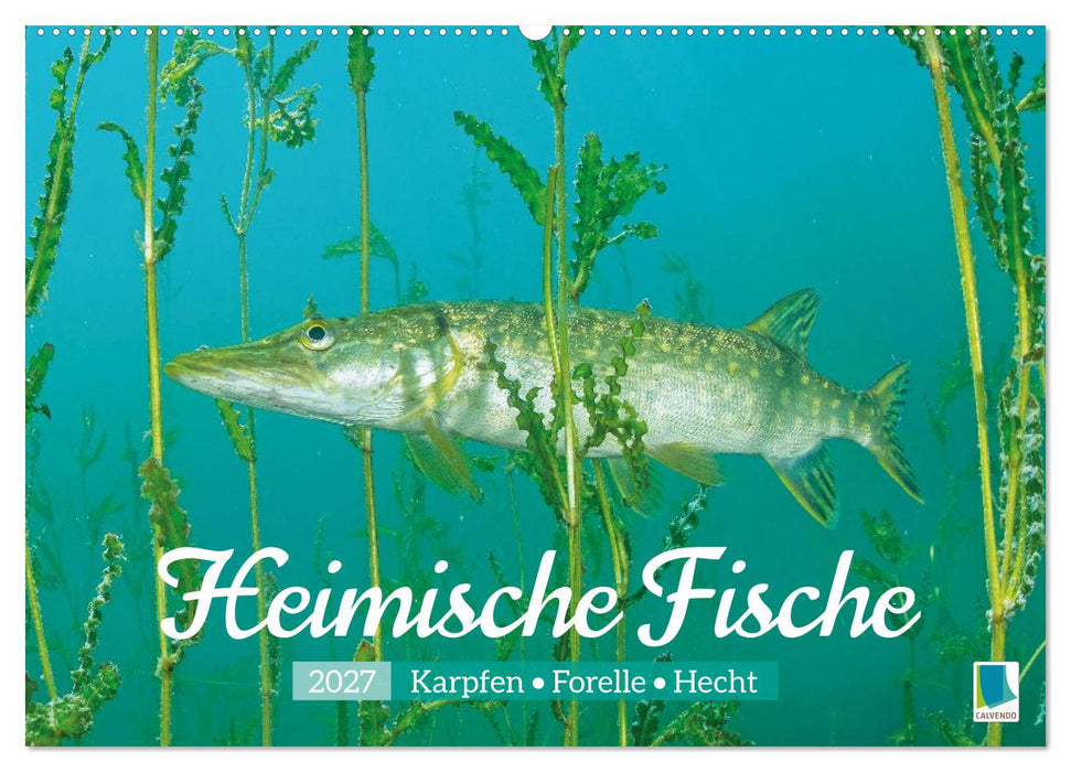 Heimische Fische: Karpfen, Forelle, Hecht (CALVENDO Wandkalender 2027)