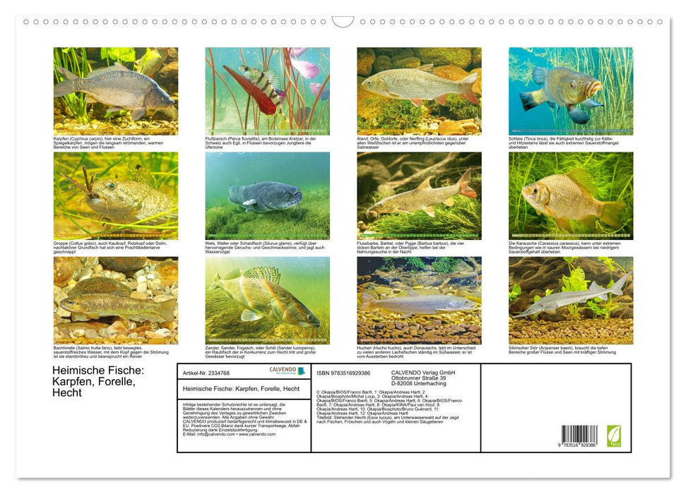 Heimische Fische: Karpfen, Forelle, Hecht (CALVENDO Wandkalender 2027)