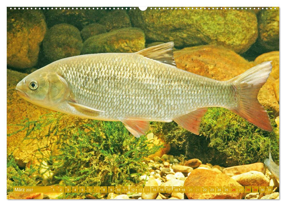 Heimische Fische: Karpfen, Forelle, Hecht (CALVENDO Wandkalender 2027)