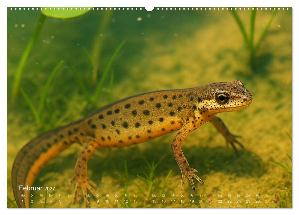Reges Leben im Naturweiher - Tiere über und unter Wasser (CALVENDO Wandkalender 2027)