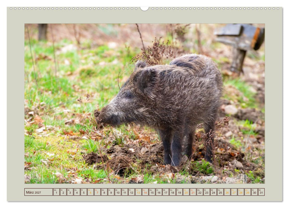 Wildschweine ganz nah an der Sau (Sus scrofa) von Tanja Riedel (CALVENDO Wandkalender 2027)