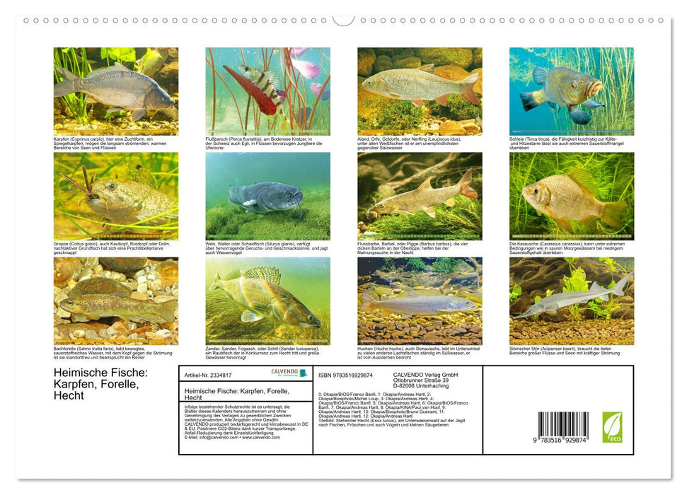 Heimische Fische: Karpfen, Forelle, Hecht (CALVENDO Premium Wandkalender 2027)