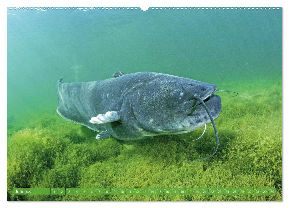 Heimische Fische: Karpfen, Forelle, Hecht (CALVENDO Premium Wandkalender 2027)