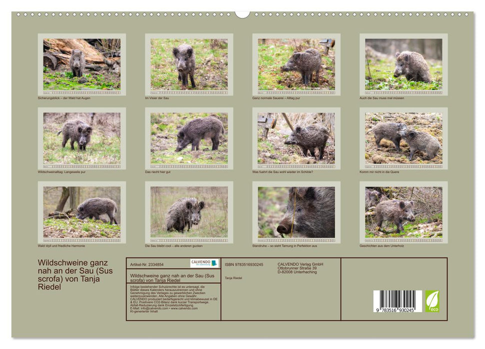 Wildschweine ganz nah an der Sau (Sus scrofa) von Tanja Riedel (CALVENDO Premium Wandkalender 2027)