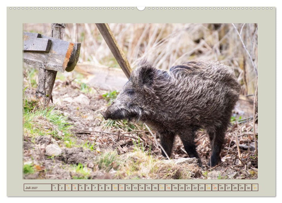 Wildschweine ganz nah an der Sau (Sus scrofa) von Tanja Riedel (CALVENDO Premium Wandkalender 2027)