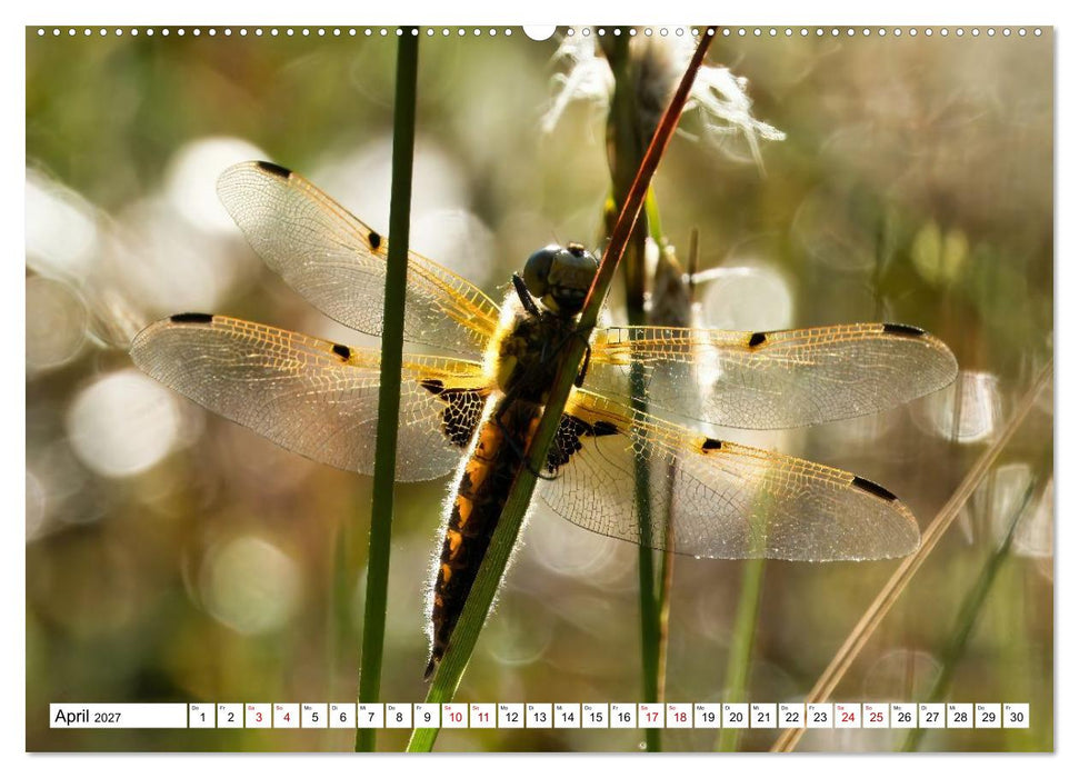 Impressionen aus dem Moor (CALVENDO Premium Wandkalender 2027)