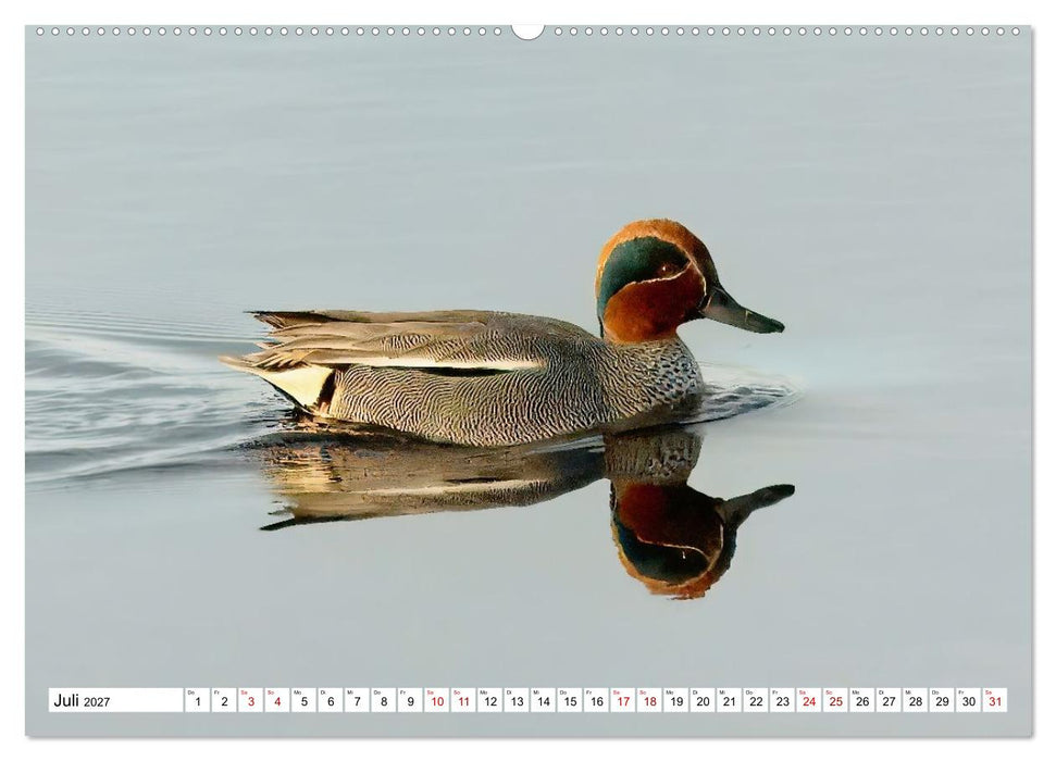 Impressionen aus dem Moor (CALVENDO Premium Wandkalender 2027)