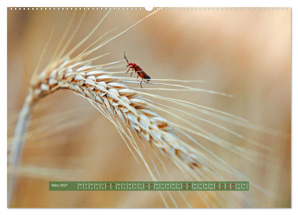 Feldansichten (CALVENDO Premium Wandkalender 2027)