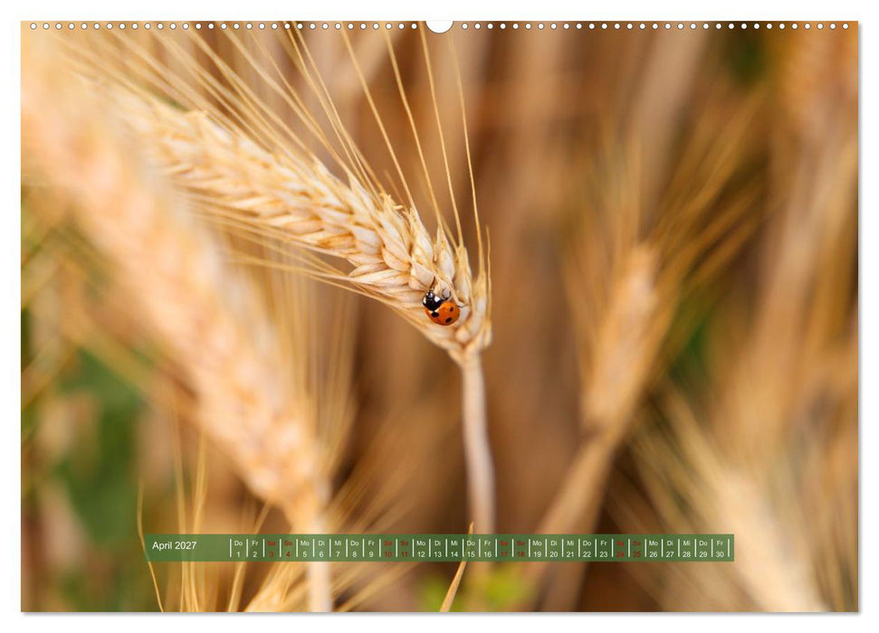 Feldansichten (CALVENDO Premium Wandkalender 2027)