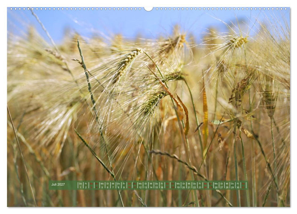 Feldansichten (CALVENDO Premium Wandkalender 2027)