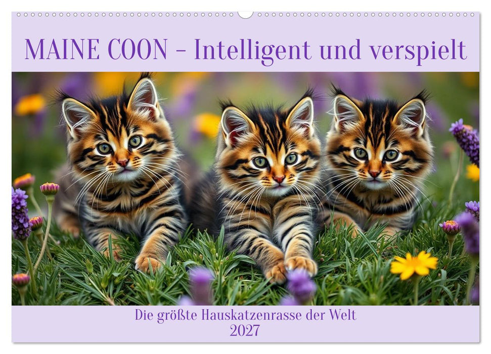 Maine Coon - Intelligent und verspielt (CALVENDO Wandkalender 2027)