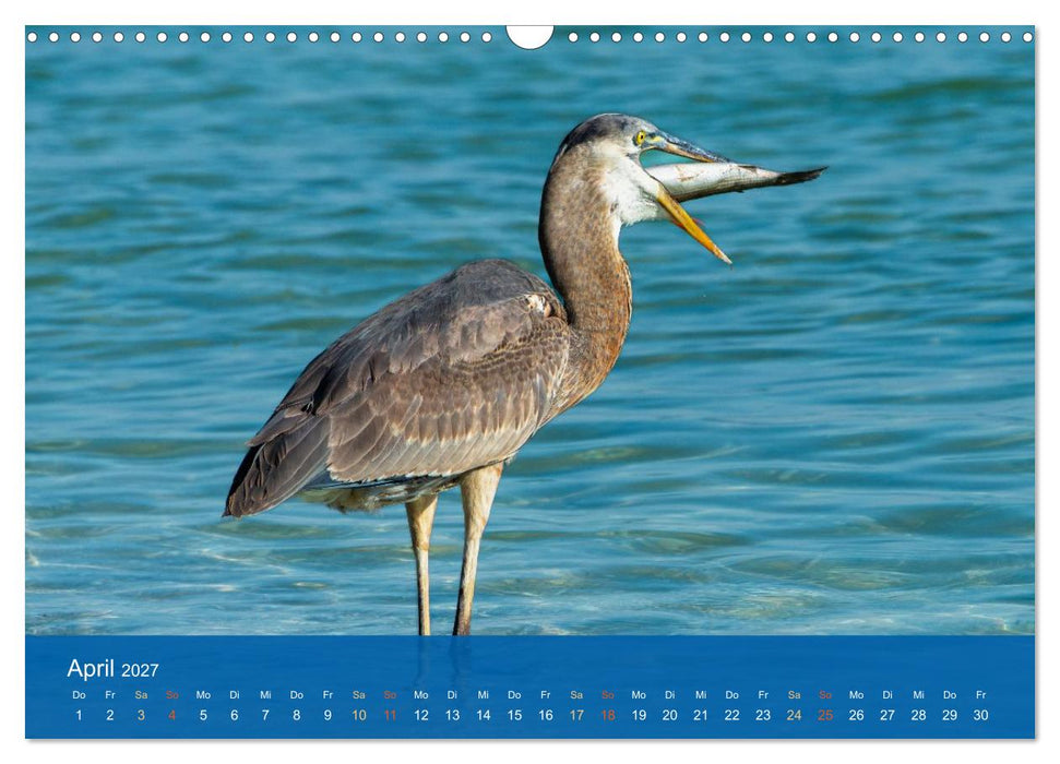 Die Schönheit der Reiher (CALVENDO Wandkalender 2027)