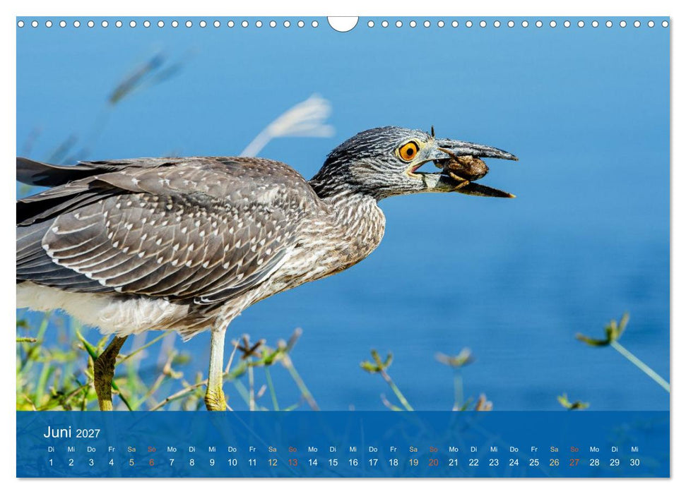 Die Schönheit der Reiher (CALVENDO Wandkalender 2027)