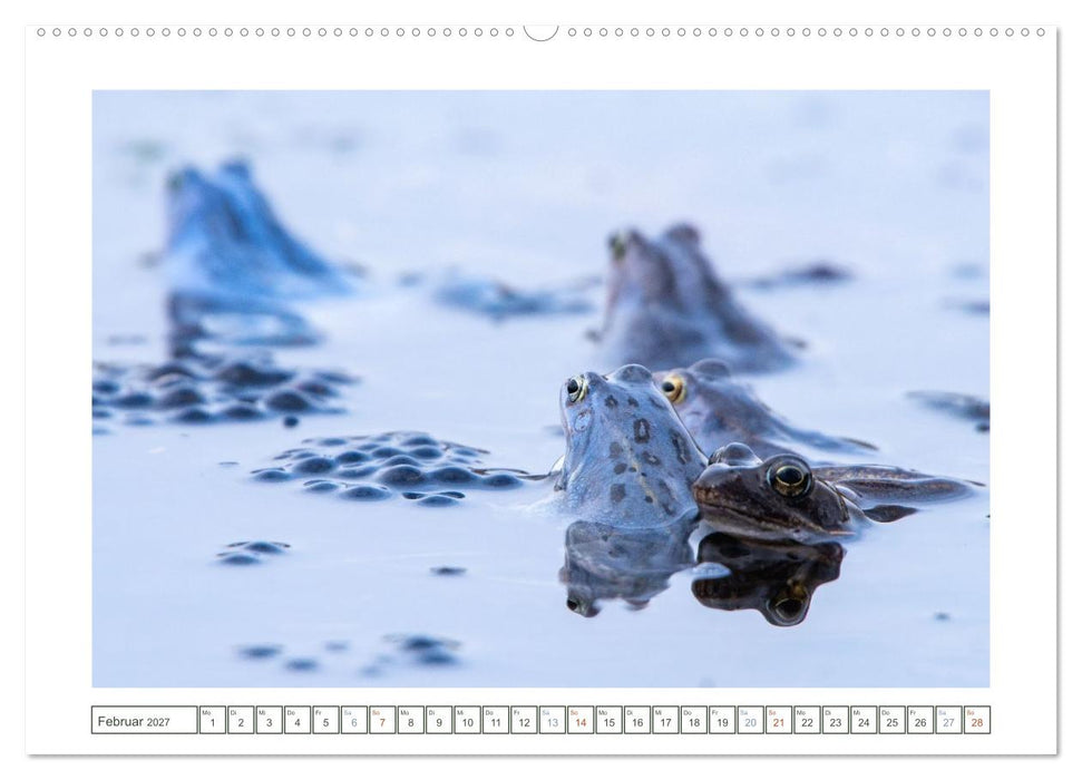 Wenn Frösche blau machen - das geheime Leben der Moorfrösche von Tanja Riedel (CALVENDO Premium Wandkalender 2027)