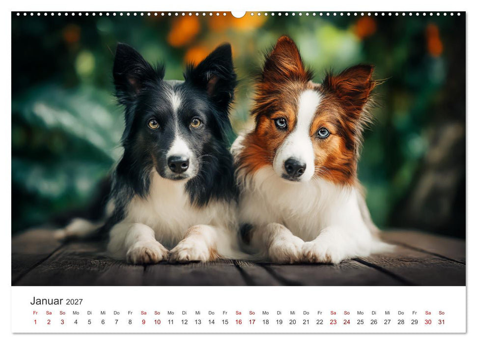 Schön, schlau, schnell! - Der Border Collie - Kalender (CALVENDO Wandkalender 2027)