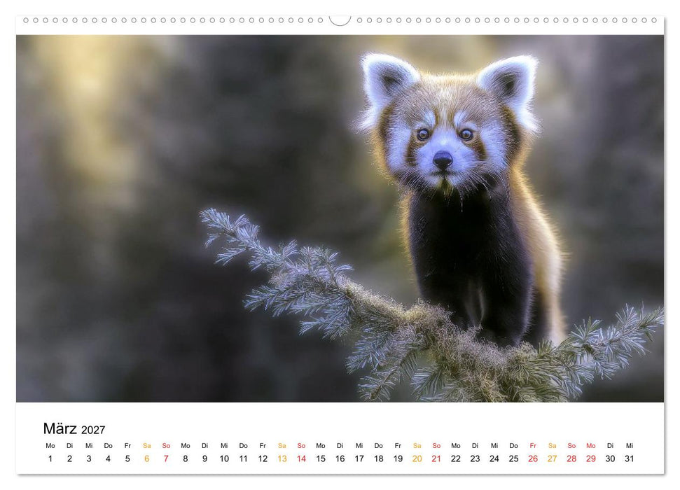 Roter Panda - die Stimme der Wildnis (CALVENDO Wandkalender 2027)